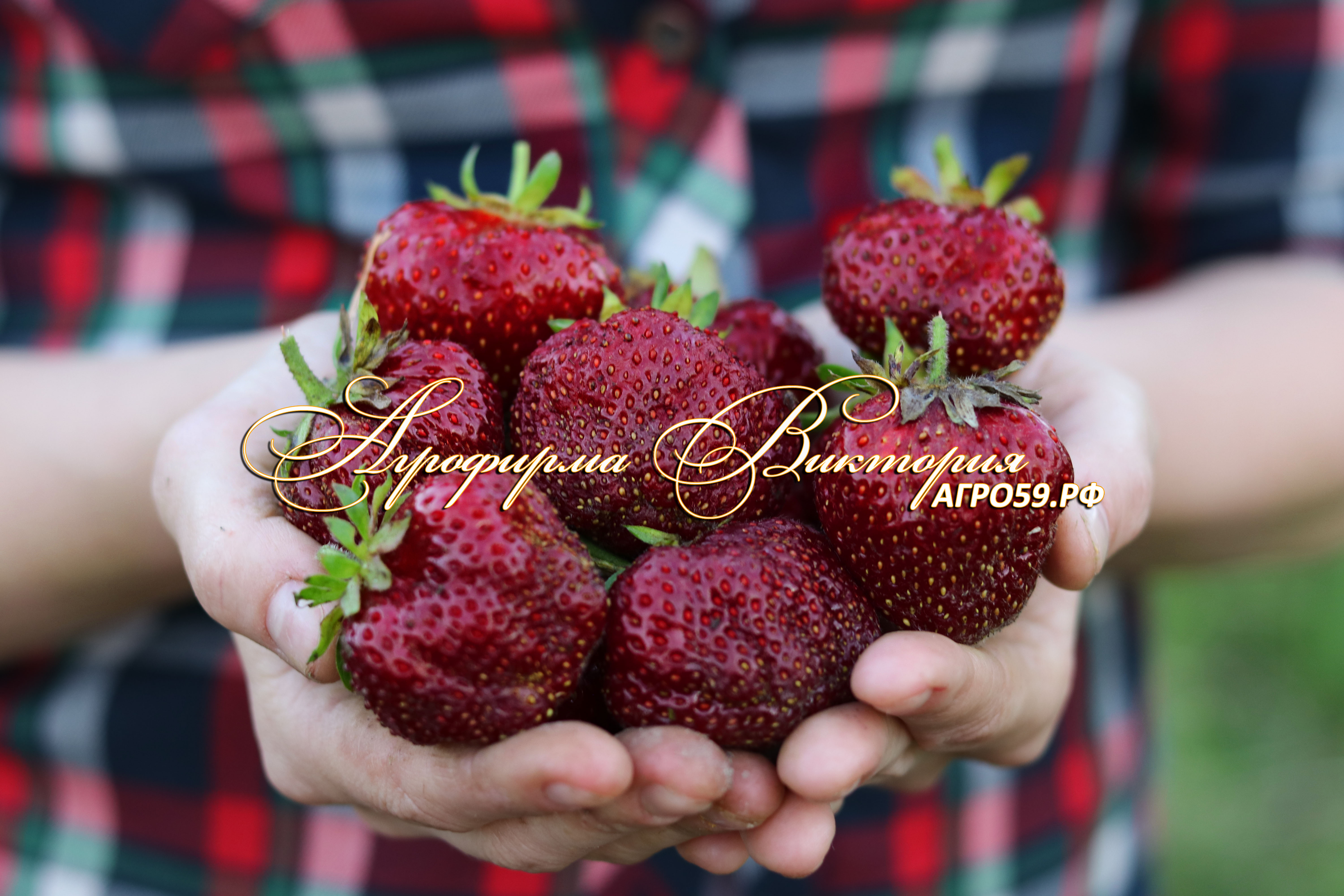 Клубника \